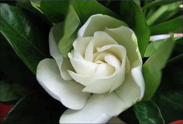 盆栽栀子花叶子发黄是什么原因,栀子花叶子发黄用白醋兑水可以吗