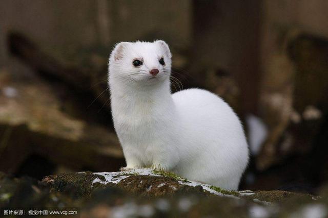 貂动物介绍,黄金貂介绍