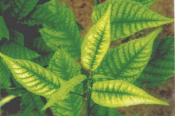 樱桃树补枝,樱桃树幼果期补铁