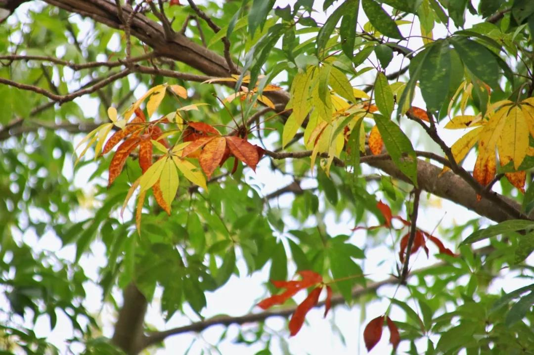 静谧角落香云纱,静谧角落视频