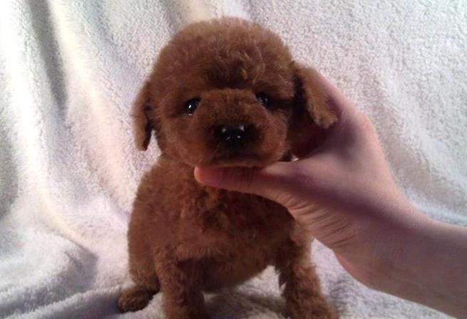 怎么辨别是长毛柯基还是短毛柯基,如何判断柯基犬是纯种