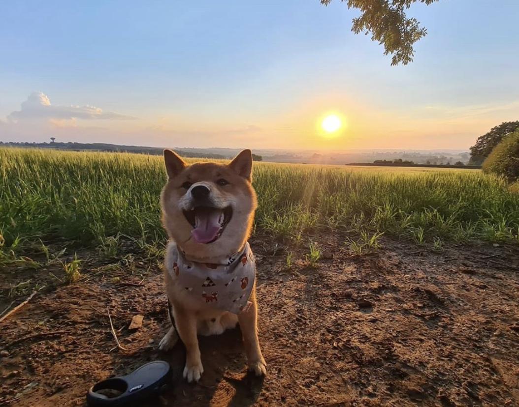 惹人喜爱的萌犬,萌犬