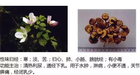 常用中草药名称大全图片及药效,常用中草药药效大全