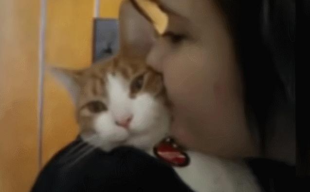 合租养猫劝退指南,《养猫劝退指南》