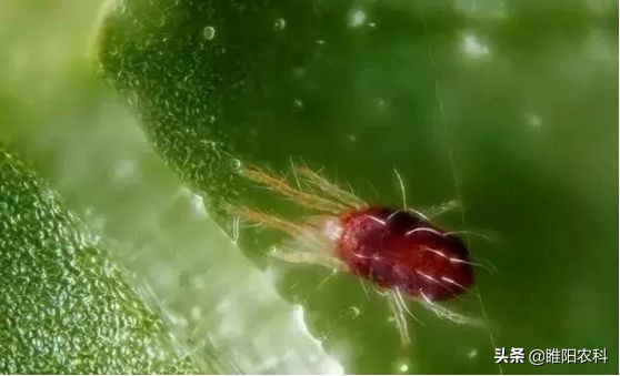 红蜘蛛的治疗与预防,红蜘蛛用什么办法最有效