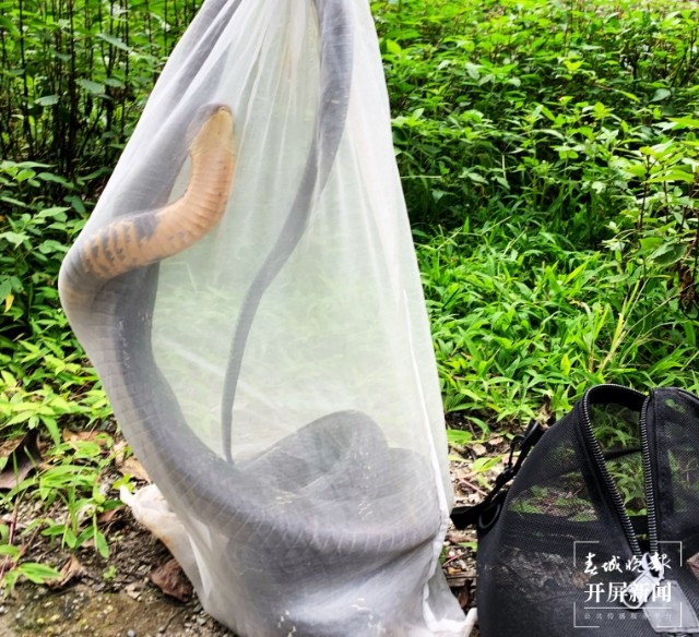 家中闯入眼镜王蛇,女子家中发现2米的眼镜王蛇