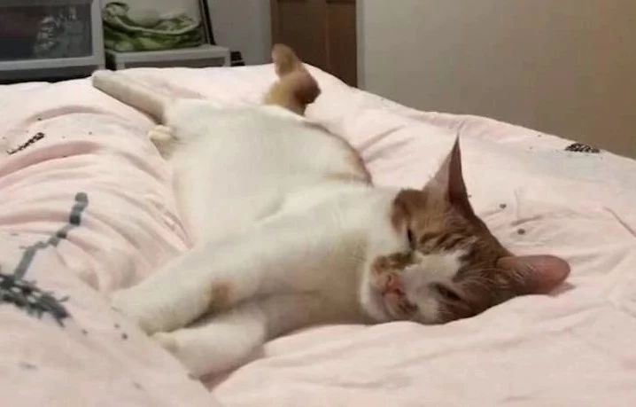 猫粮有必要喂进口的吗,猫吃进口猫粮好还是国产的好