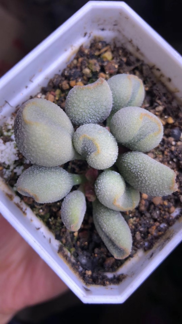 水泡多肉大全,水泡多肉叶片发焉