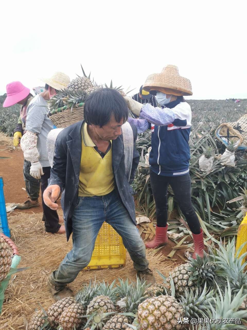 金钻凤梨成熟上市时间,金钻凤梨叶子有没有刺