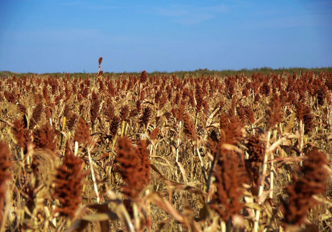 高粱怎么种才能高产,高粱种植技术高粱种子