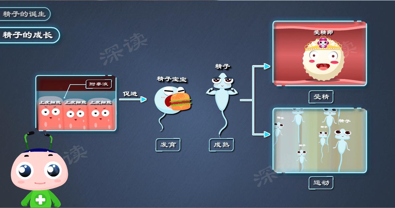 为啥会得附睾炎,附睾炎什么症状说明已经影响生育