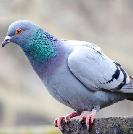 赛鸽换羽毛最好的方法,怎么做鸽子羽毛