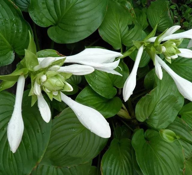雨水花园植物区,雨水花园水生植物