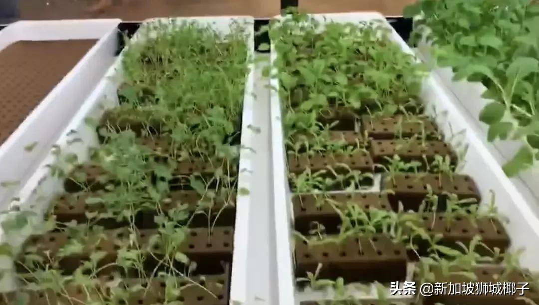 新加坡超市有卖中国的货吗,新加坡奇怪特产