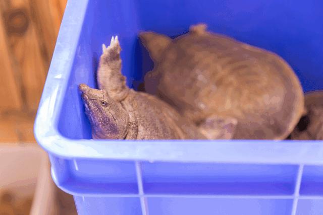 天寒宜滋补养生并不贵品大圣甲鱼口齿满留香