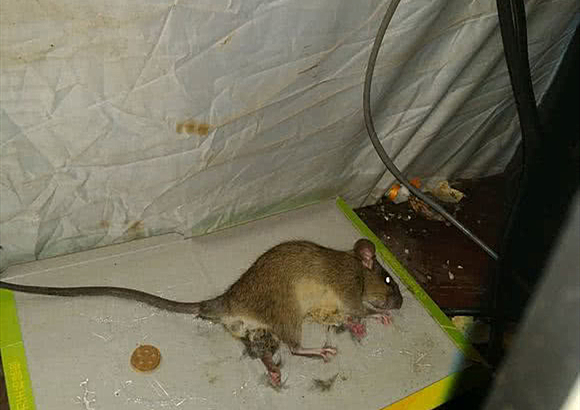 男子无意间发现失踪多年的乌龟,男子回来发现乌龟只剩龟骨架