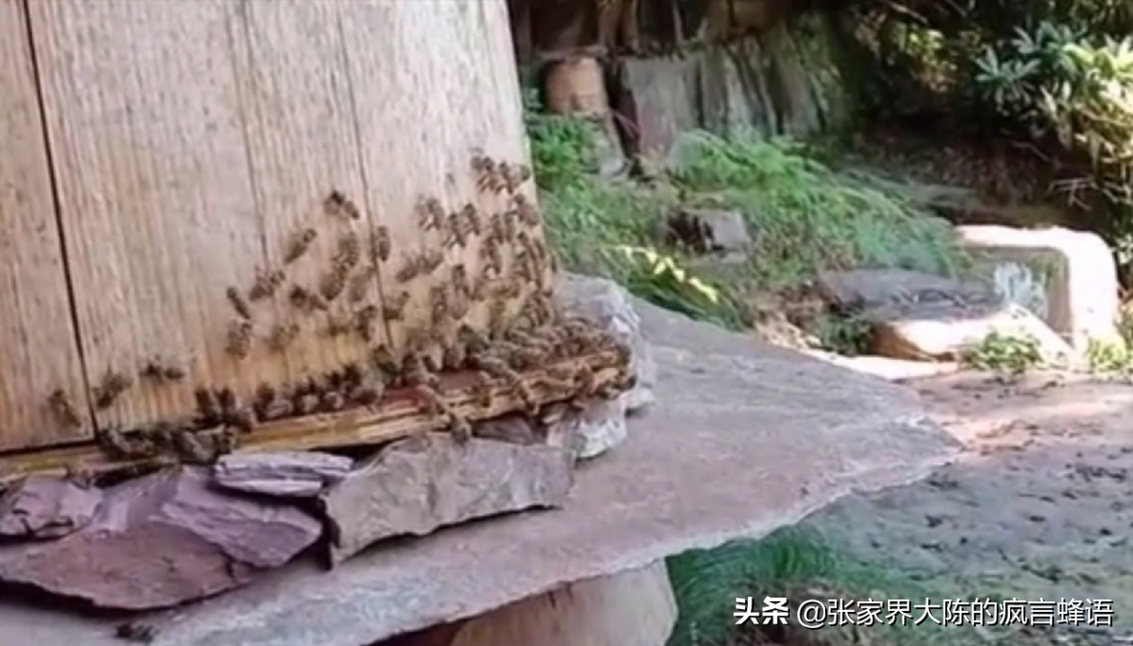 意蜂盗中蜂为什么中蜂不抵抗,中蜂养殖经常死蜂怎么办