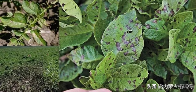 马铃薯豆角病害图谱,马铃薯病害图谱大全