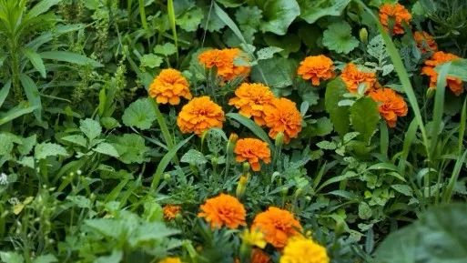 消灭蚜虫的最佳方法图解,消灭蚜虫的最好的方法是什么