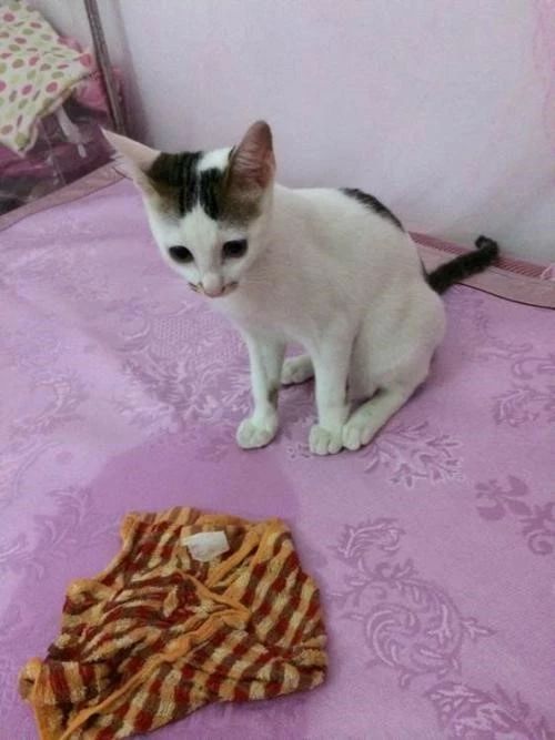 猫咪肛门腺有什么症状,猫咪肛门腺什么症状