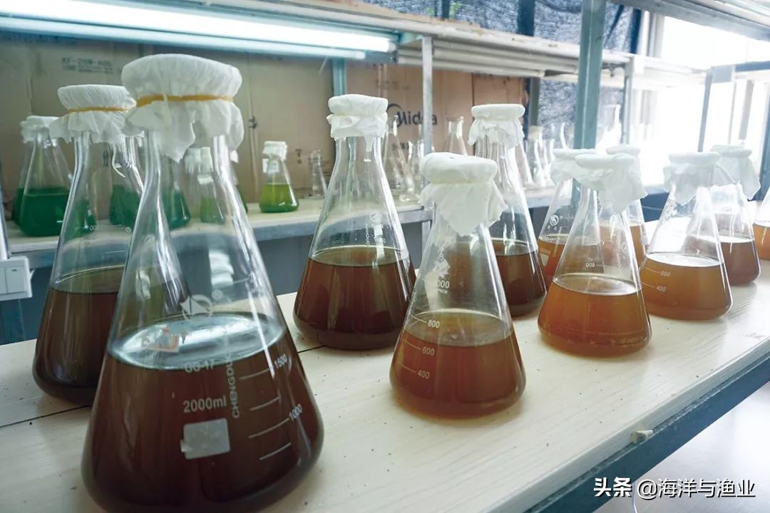 「绿色养殖」*江阳**天博水产：绿色育苗，让“蚝宝宝”吃饱喝好