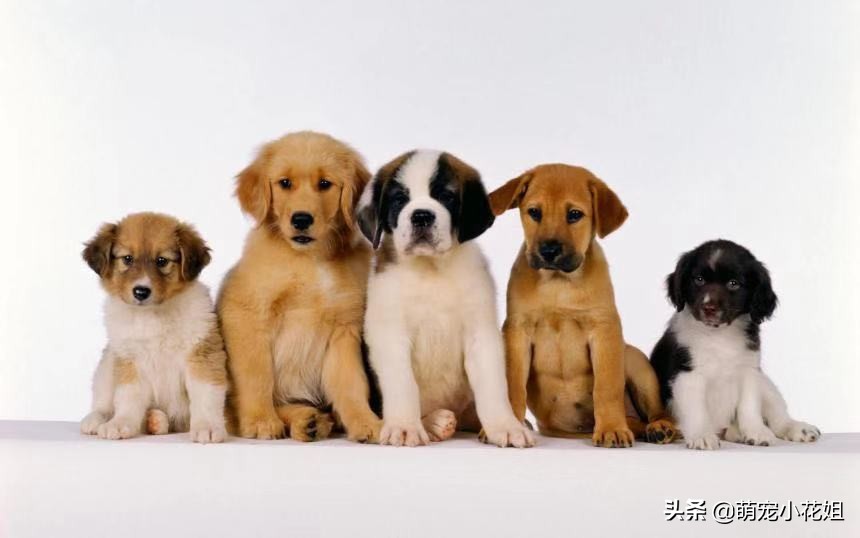 狗狗癫痫无法确诊,辟谣狗狗真的不能喝牛奶吗