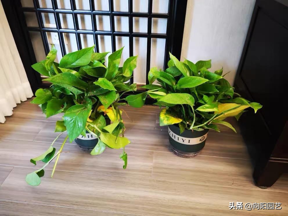 绿萝黄叶有几种原因及处理方法,绿萝叶子上有黑斑还会恢复绿叶吗