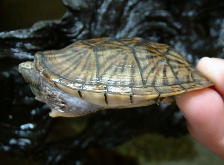 平背麝香龟价格,麝香蛋龟和果核蛋龟区别