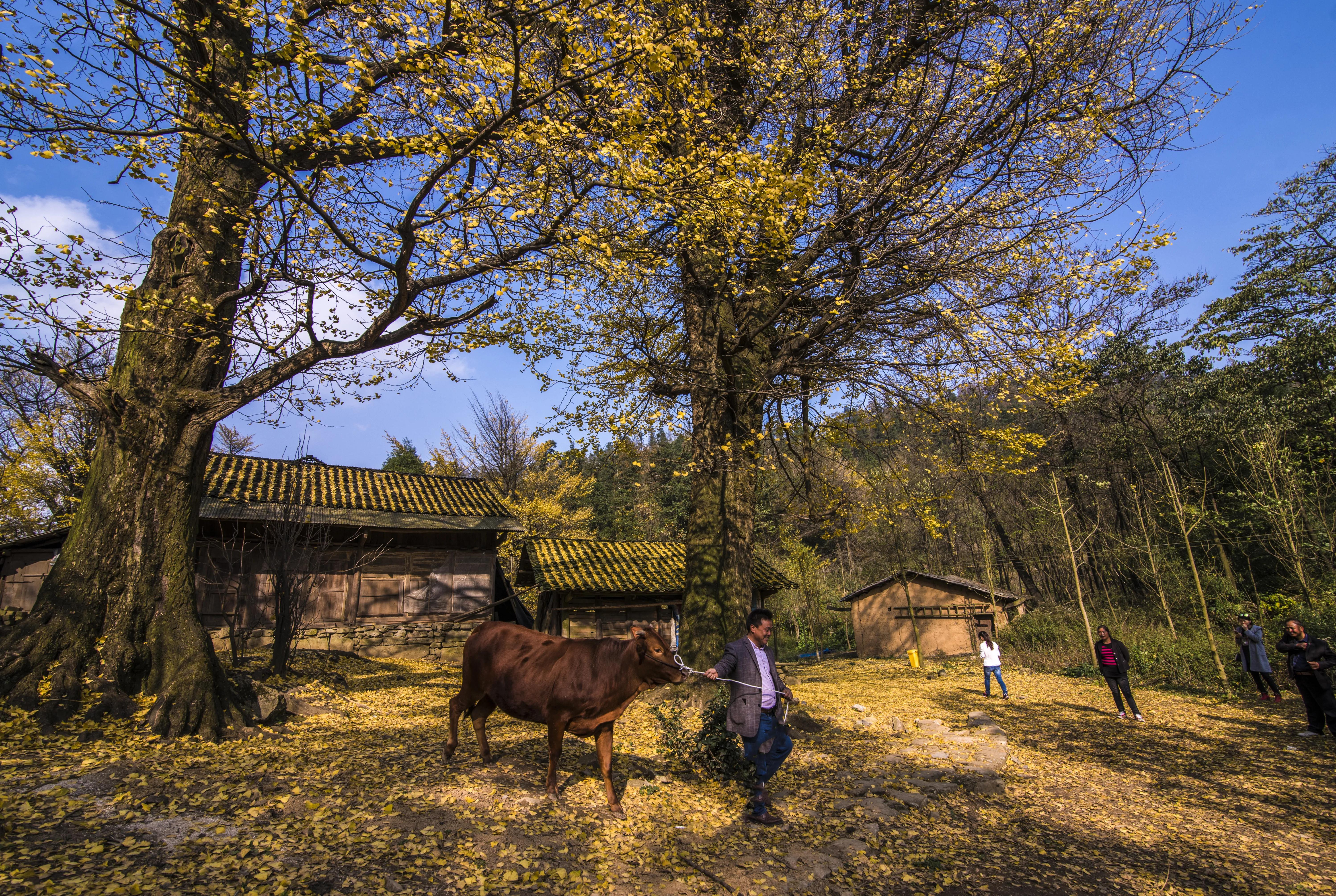贵州大学1984级管科系同学欢聚毕节录