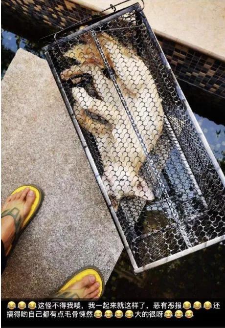 残忍至极！铁笼诱捕小猫水中溺毙，全程直播