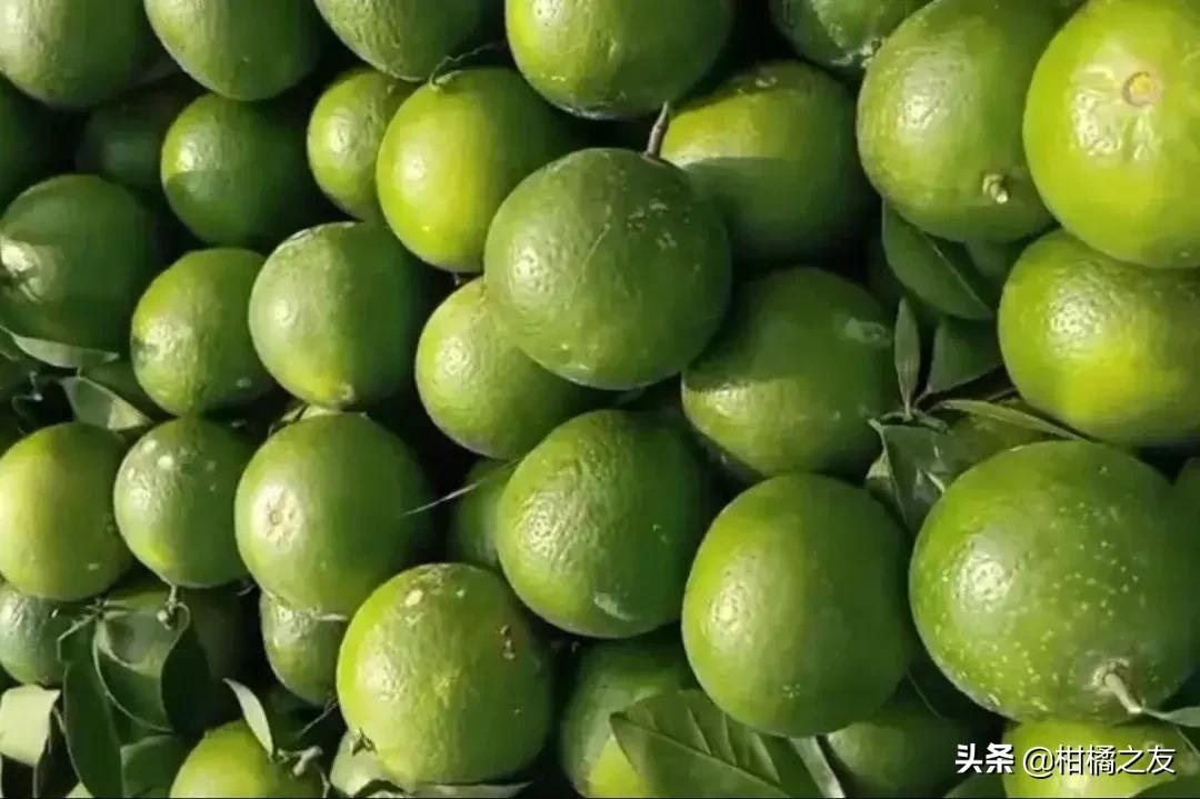 陕西金秋砂糖桔收购价,今日果价沙糖桔