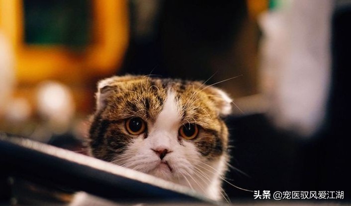 犬猫弓形虫抗体定量检测卡,猫抗体检测怎样算合格