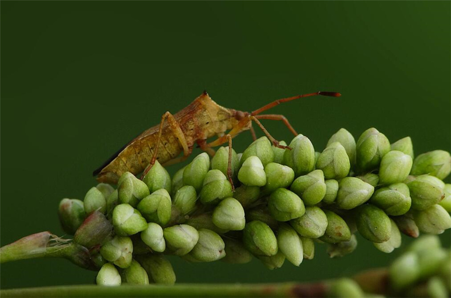 有害生物企业排名,有害生物防治公司名录