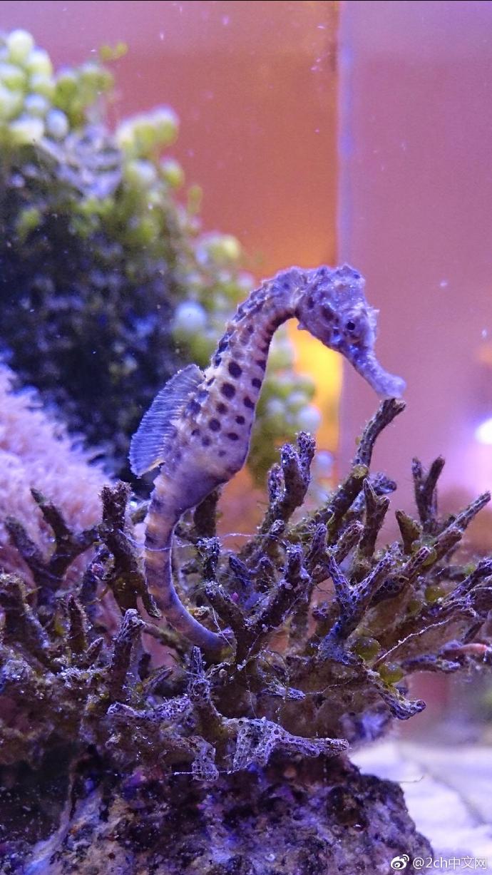 日本网民吐槽：我在热带鱼店里购买了海马，大家看看它怎么样