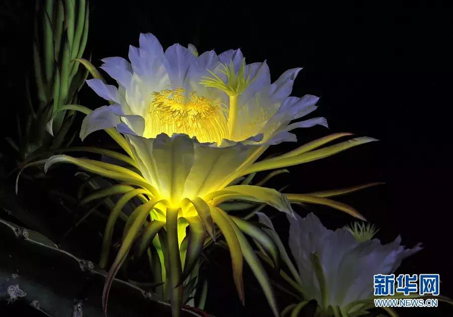 又甜又香的火龙果,夏天火龙果这样吃太凉爽了