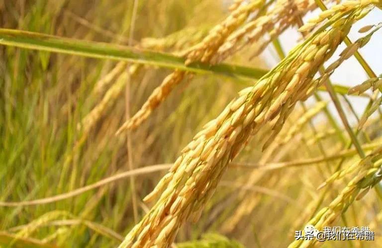 希腊超市大米价格,世界各国大米零售价格