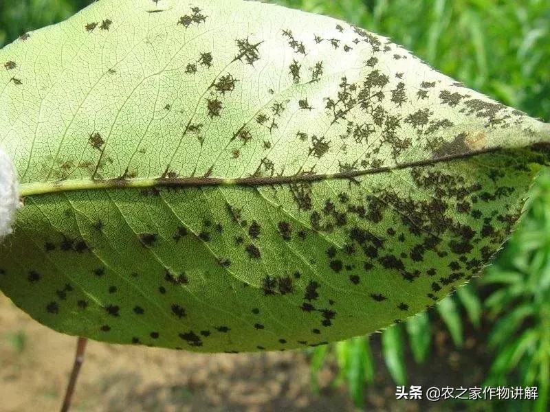 甲硫己唑醇可以和戊唑醇一起用吗,戊唑醇与己唑醇用在小麦上哪个好