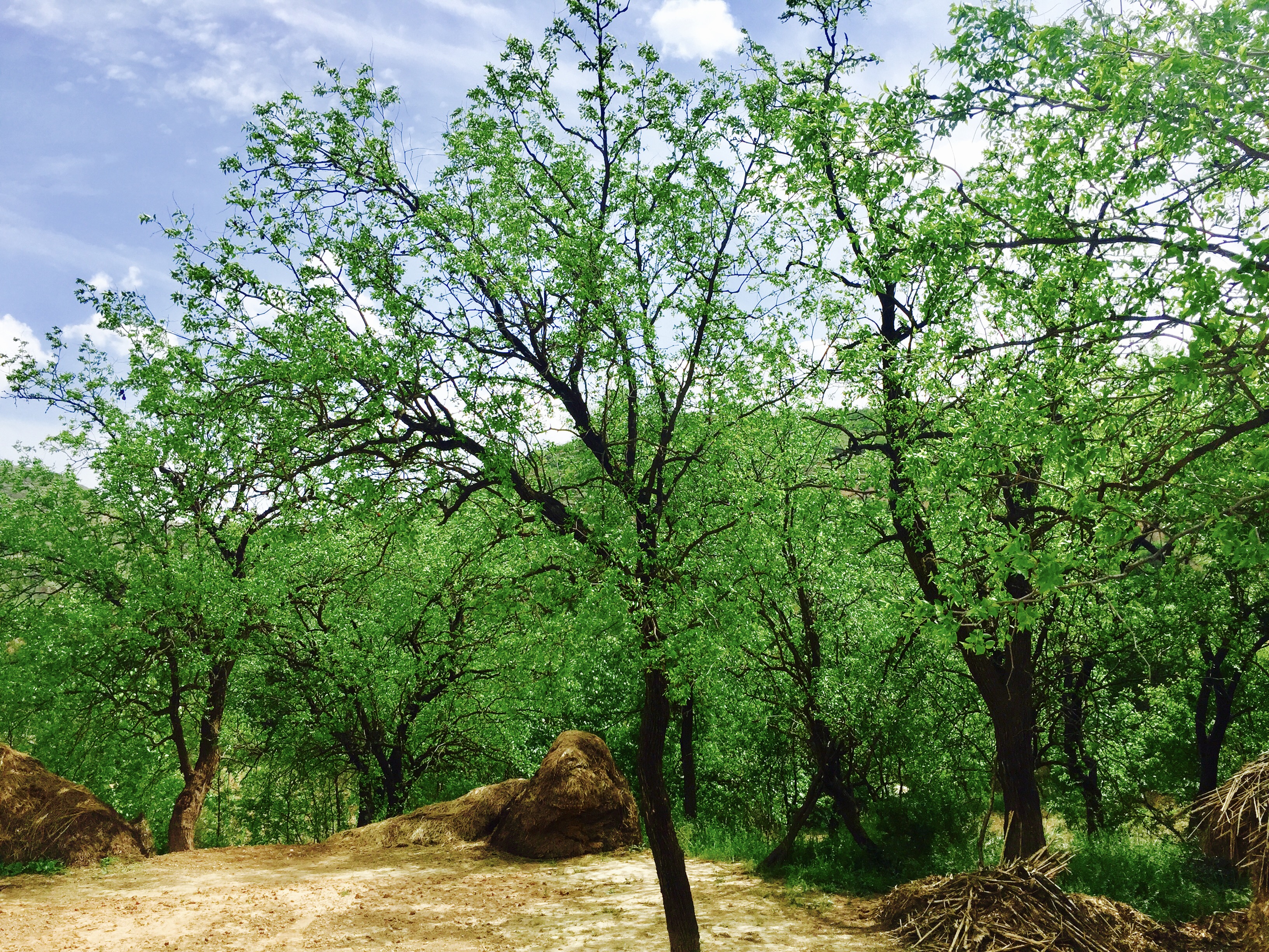 窑洞记忆满满的回忆,记忆中的窑洞