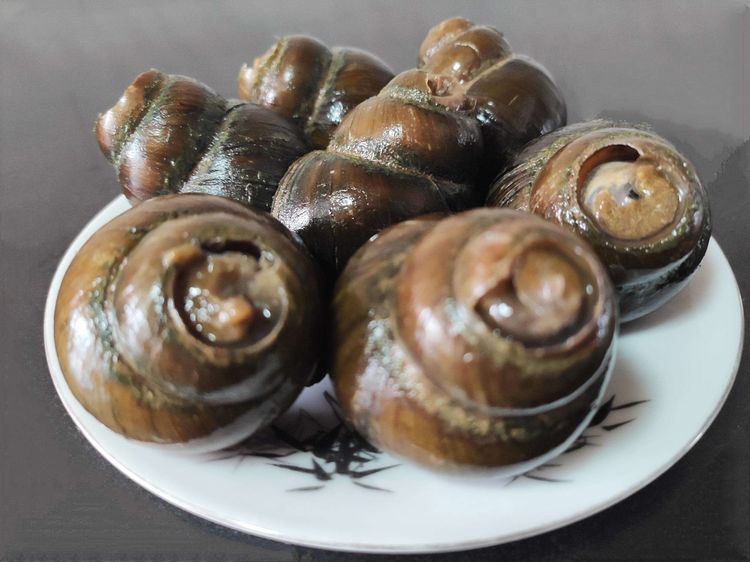 清蒸田螺做法大全家常,吃超大清蒸的田螺