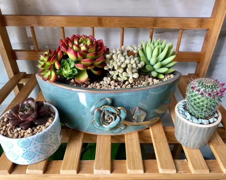 新手小白入坑多肉必看攻略,多肉新手入坑必备指南