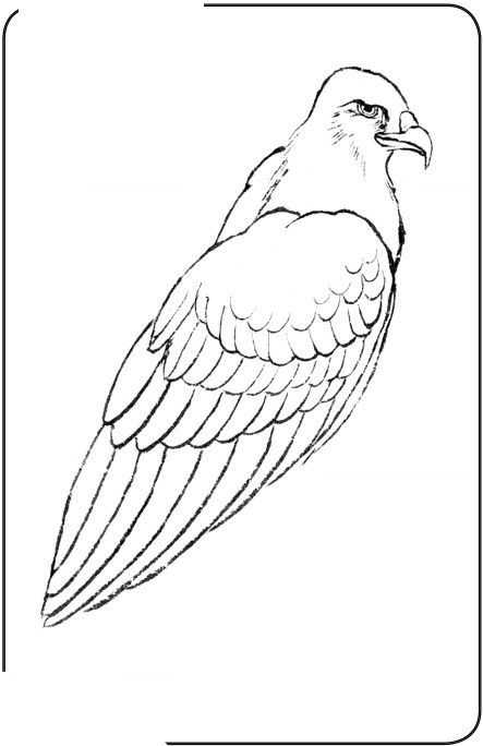 国画初学者入门步骤鸟禽,国画各种鸟类画法大全