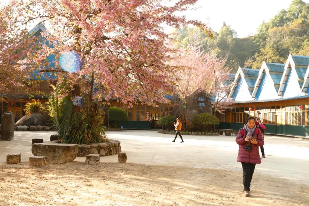 腾冲到樱花谷旅游攻略,腾冲樱花谷一月