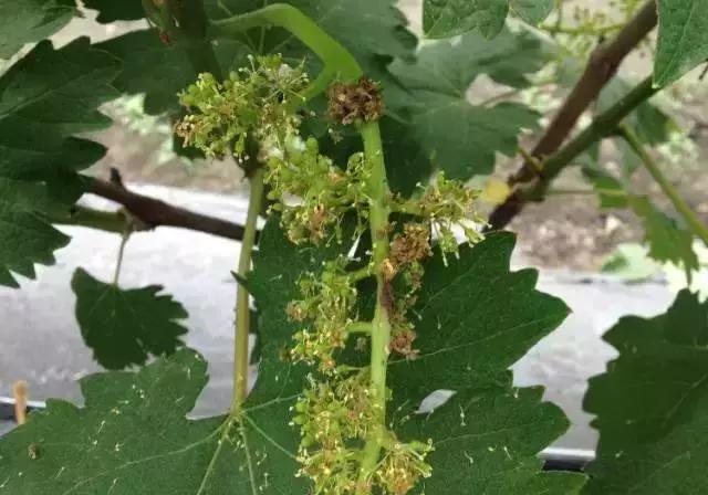 葡萄全年用药一览表2020,葡萄花后病害治疗方法