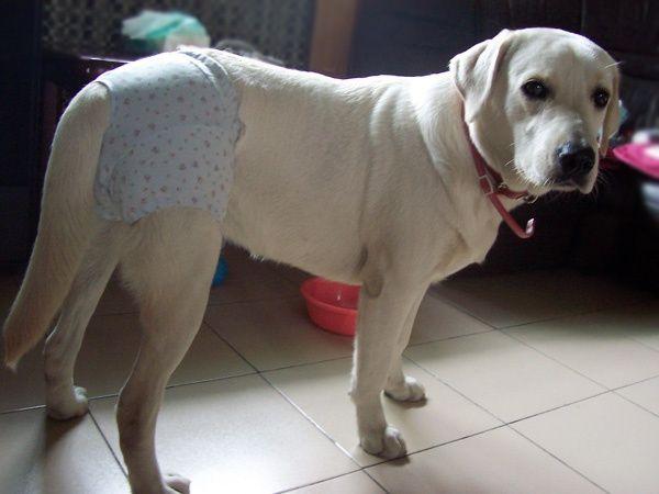 原来狗狗也会有情伤,原来狗狗也有便秘的烦恼