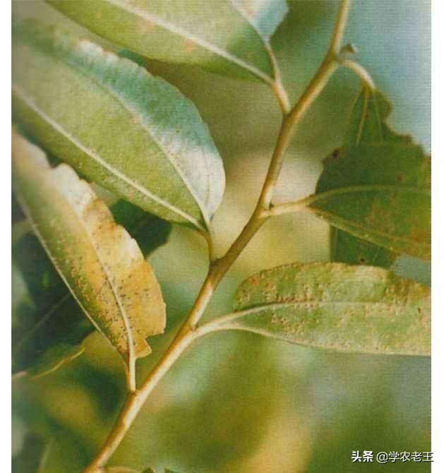 怎么不让枣树生虫,枣树怎样增产