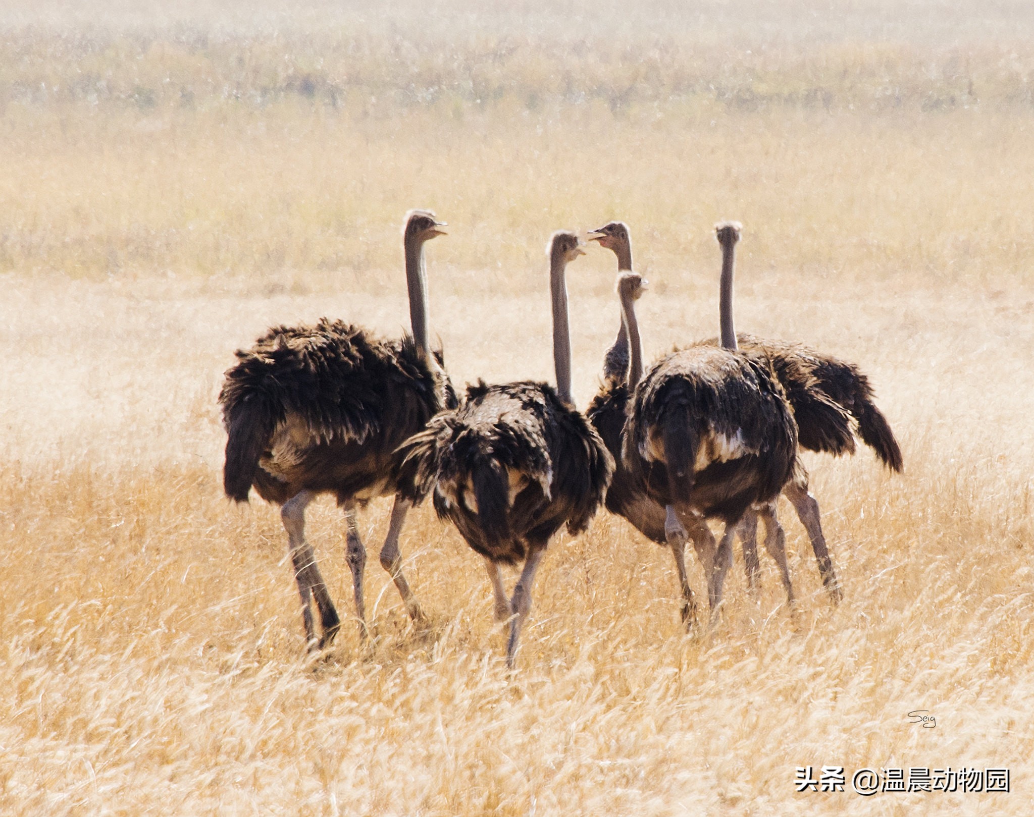鸵鸟遇到危险会把头埋到沙子里吗,鸵鸟真的会将头埋在沙土里吗