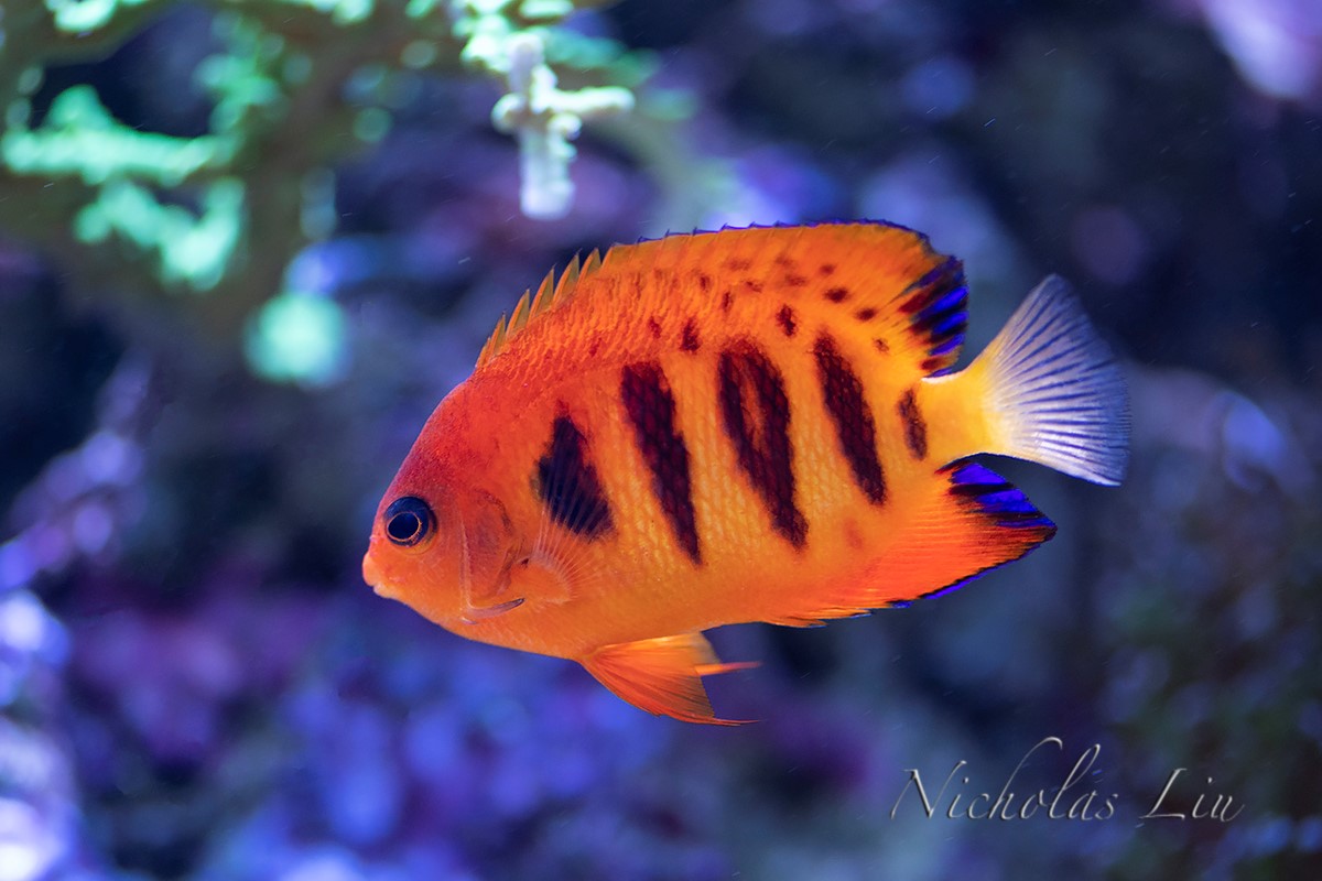 经典海水礁岩生态缸分享，180×120×60厘米三面观赏海缸