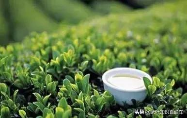 人参九宝茶的功效和禁忌,凤凰单枞茶的功效与禁忌