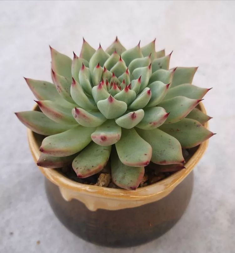 一花一叶一世界多肉,一花一世界多肉之美