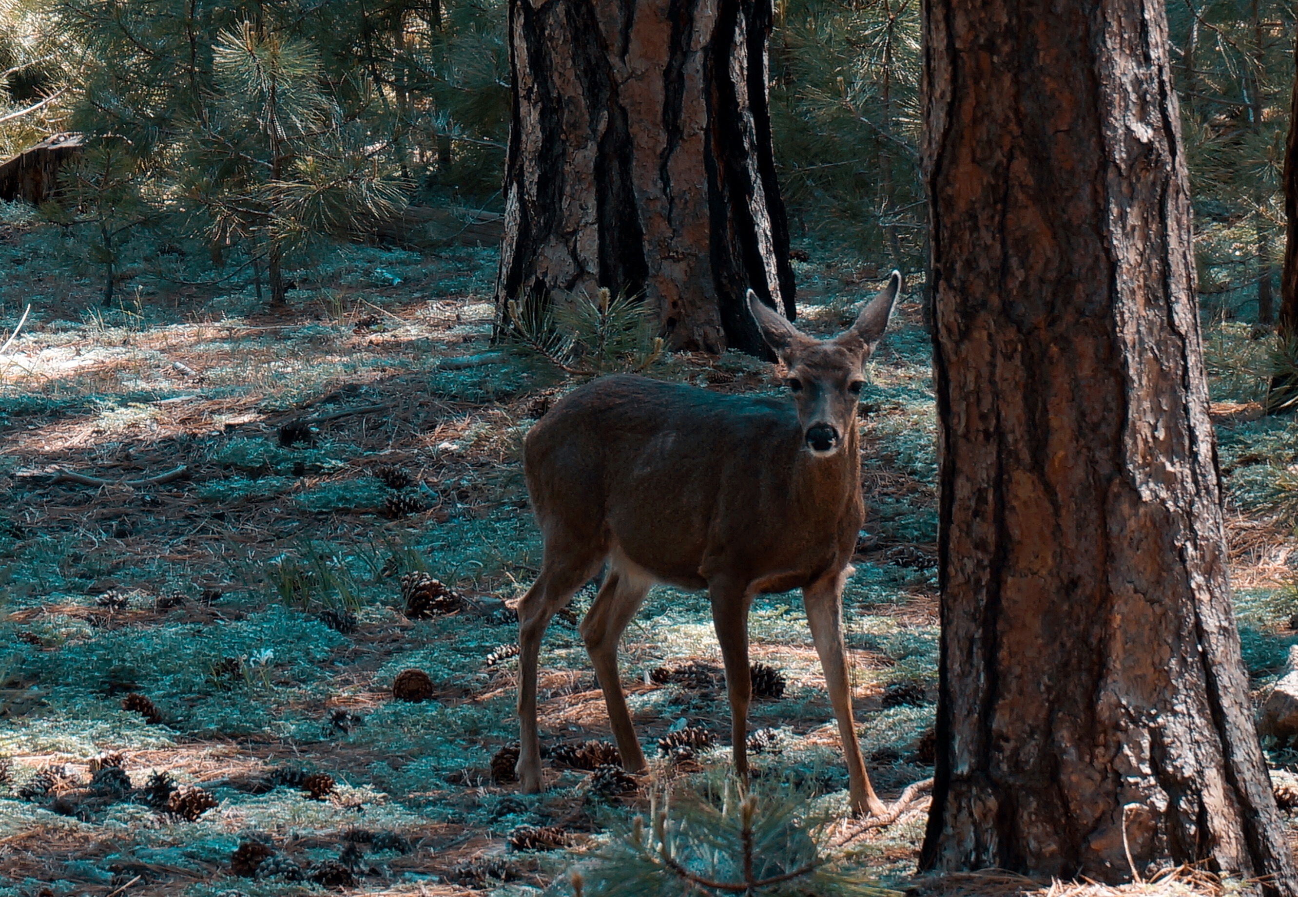 优胜美地的酋长岩,优山美地公园酋长岩